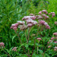 EUPATORIUM cannabinum