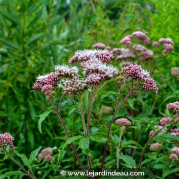 EUPATORIUM cannabinum