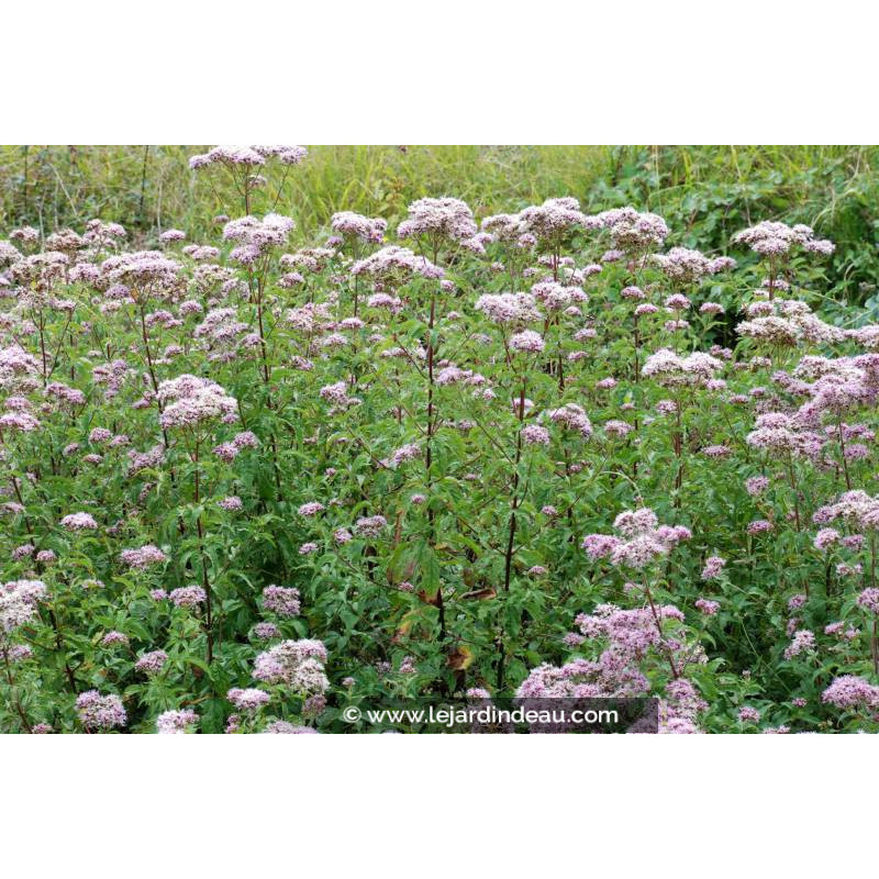 EUPATORIUM cannabinum