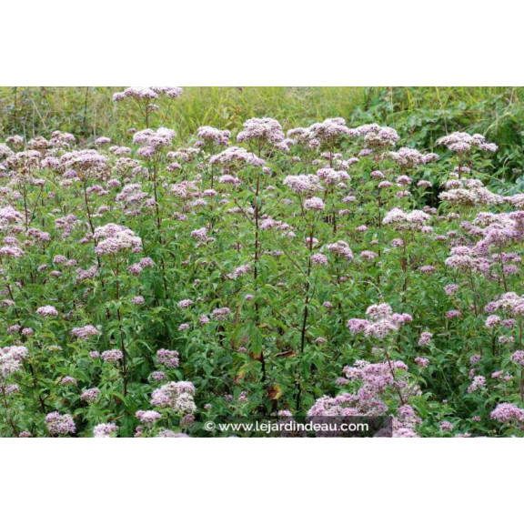 EUPATORIUM cannabinum