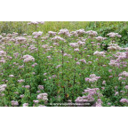 EUPATORIUM cannabinum