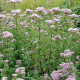 EUPATORIUM cannabinum