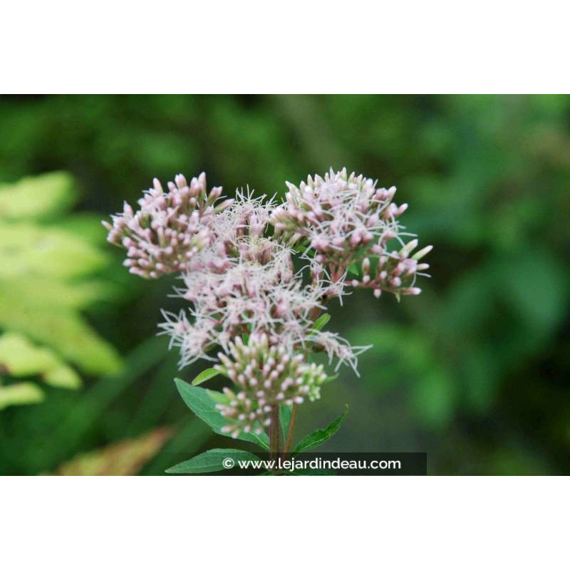 EUPATORIUM cannabinum