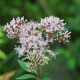 EUPATORIUM cannabinum