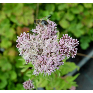 EUPATORIUM cannabinum \'Flore Pleno\'
