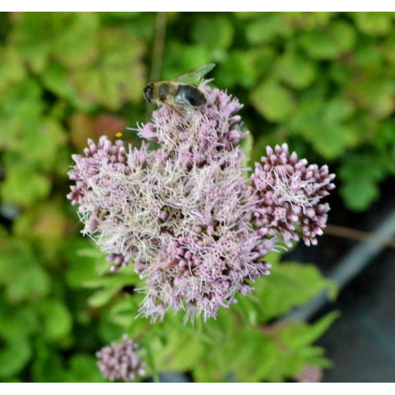 EUPATORIUM cannabinum 'Flore Pleno'