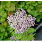 EUPATORIUM cannabinum 'Flore Pleno'