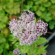 EUPATORIUM cannabinum 'Flore Pleno'