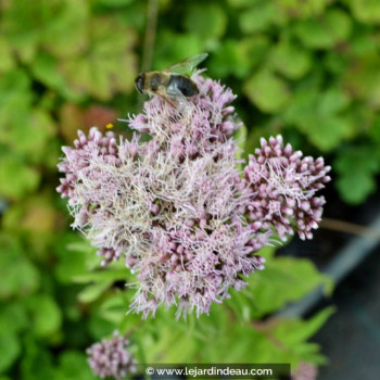 EUPATORIUM cannabinum &#039;Flore Pleno&#039;