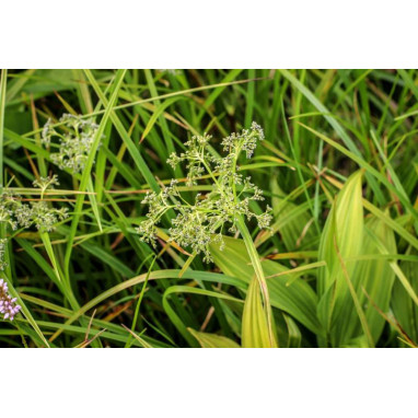 SCIRPUS sylvaticus