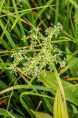 SCIRPUS sylvaticus