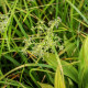 SCIRPUS sylvaticus