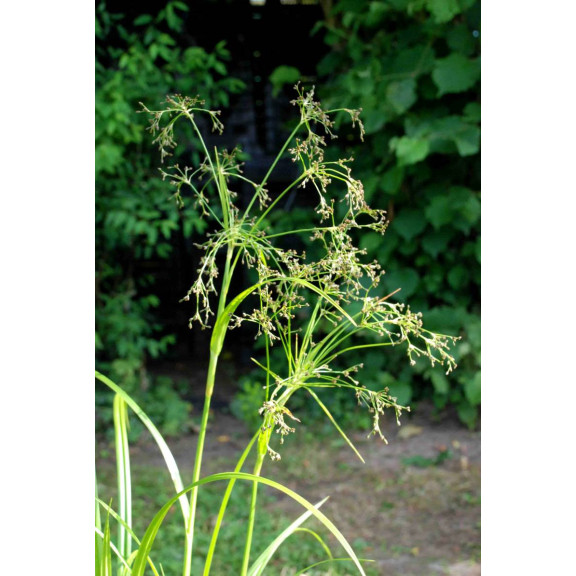 SCIRPUS sylvaticus