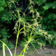 SCIRPUS sylvaticus