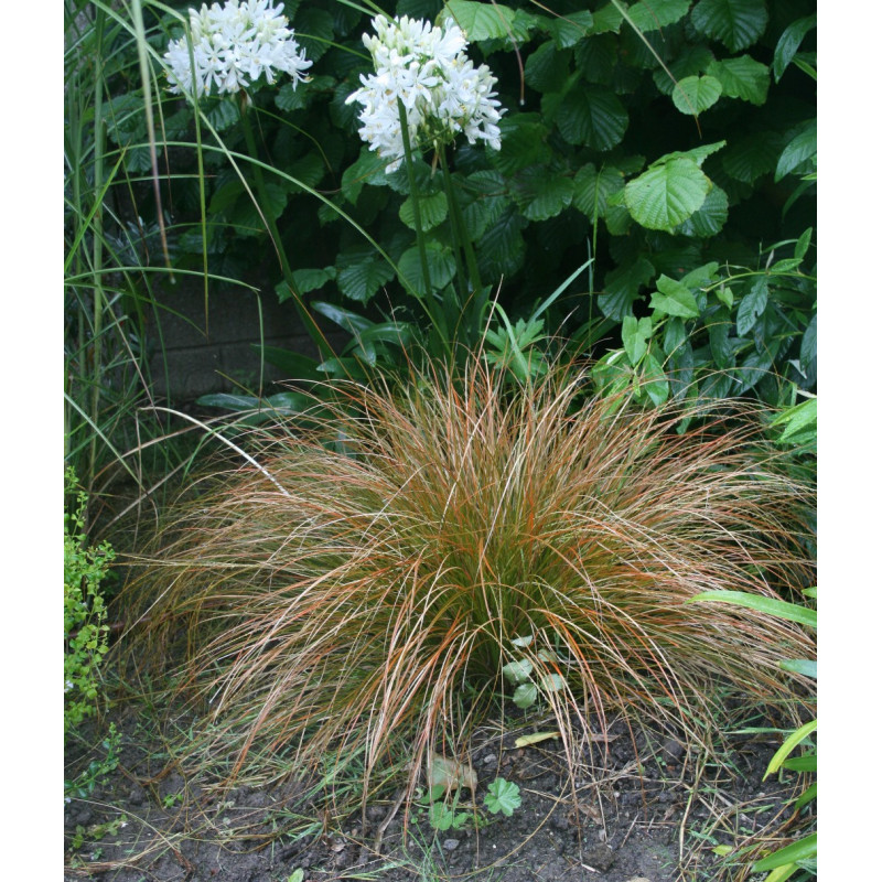 CAREX testacea, La&icirc;che orange, gramin&eacute;e, persistante - Le Jardin d'Eau