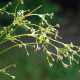 SCIRPUS sylvaticus