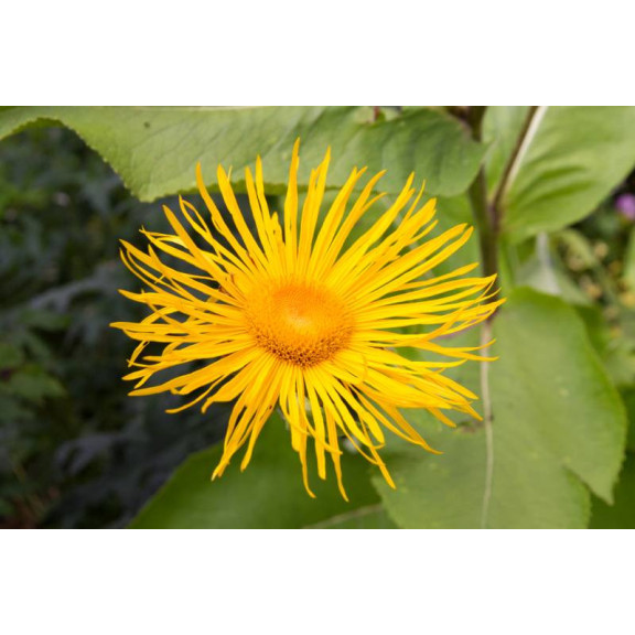 INULA magnifica
