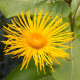 INULA magnifica