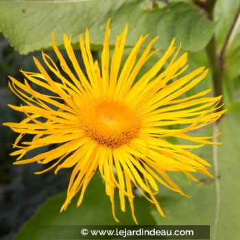 INULA magnifica