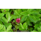 ASTRANTIA major 'Milano'