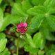 ASTRANTIA major 'Milano'