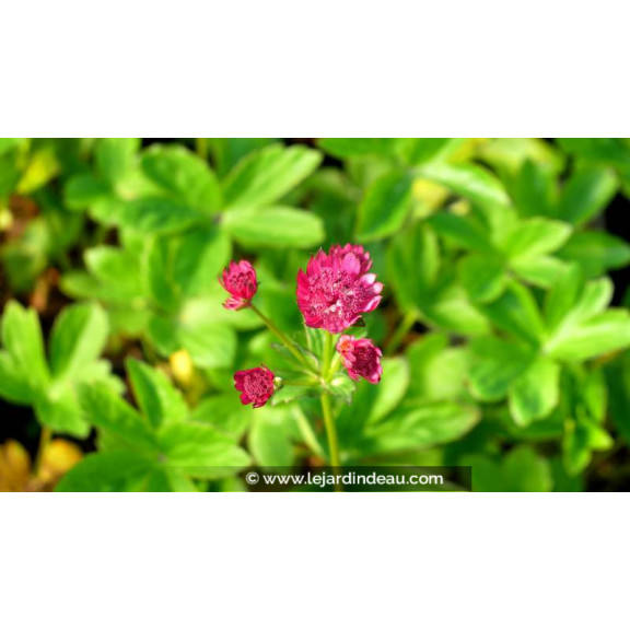 ASTRANTIA major 'Milano'