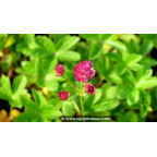 ASTRANTIA major 'Milano'