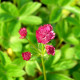 ASTRANTIA major 'Milano'