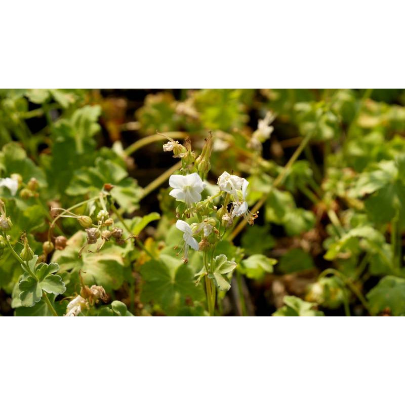 GERANIUM macrorrhizum 'White Ness'
