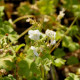 GERANIUM macrorrhizum 'White Ness'