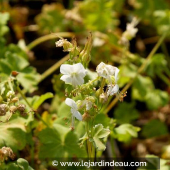 GERANIUM macrorrhizum &#039;White Ness&#039;
