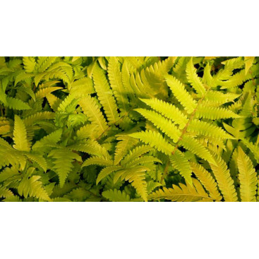 MATTEUCCIA orientalis