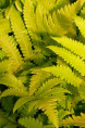 MATTEUCCIA orientalis