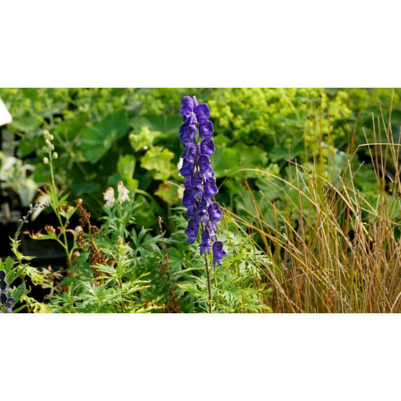 ACONITUM napellus