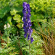 ACONITUM napellus