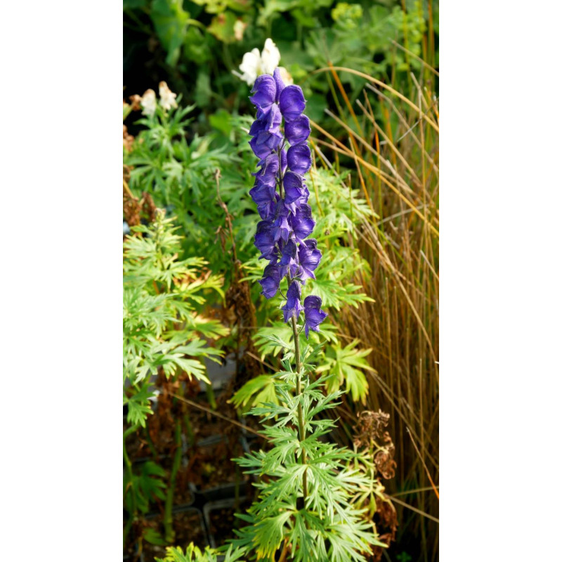 ACONITUM napellus
