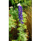 ACONITUM napellus