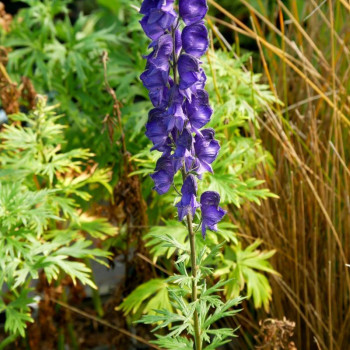 ACONITUM napellus