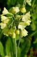 PRIMULA florindae