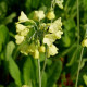 PRIMULA florindae