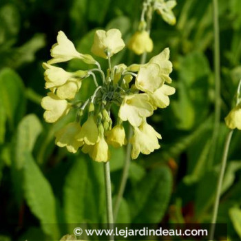 PRIMULA florindae