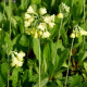 PRIMULA florindae