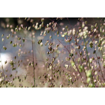 BRIZA media \'Limouzi\'