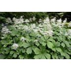RODGERSIA aesculifolia