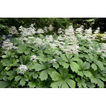 RODGERSIA aesculifolia