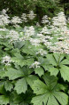 RODGERSIA aesculifolia