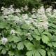 RODGERSIA aesculifolia