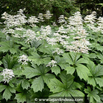 RODGERSIA aesculifolia