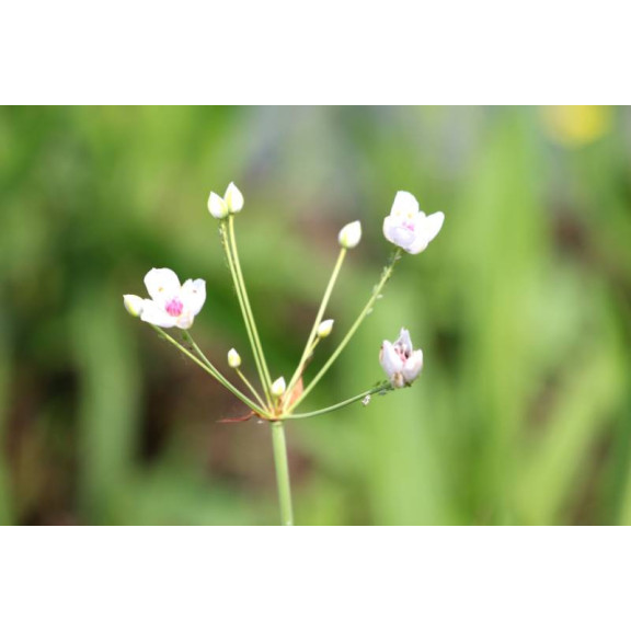 BUTOMUS umbellatus 'Schneeweisschen'