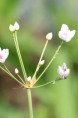 BUTOMUS umbellatus 'Schneeweisschen'